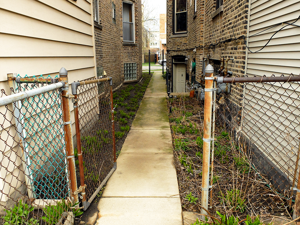 backyard walkway in April lined with Hostas