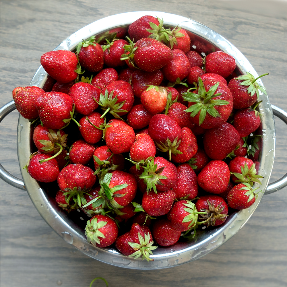 Strawberry haul - U-Pick Haul - Bucket of Strawberries