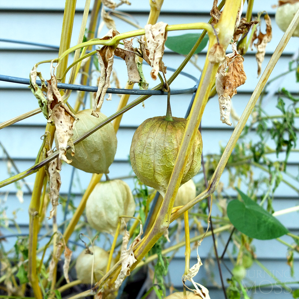 Tomatillos dying - potted garden - backyard garden - end of season