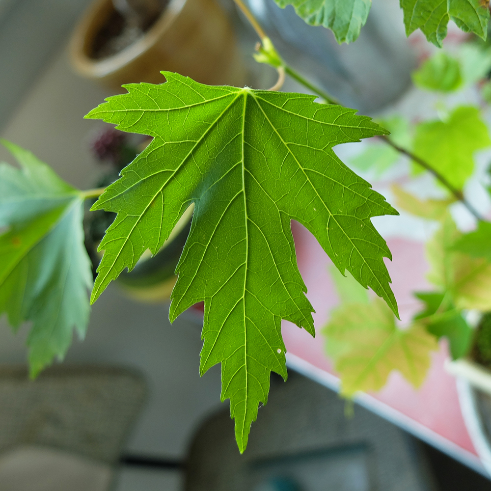 Maple Bonsai Tree Leaf