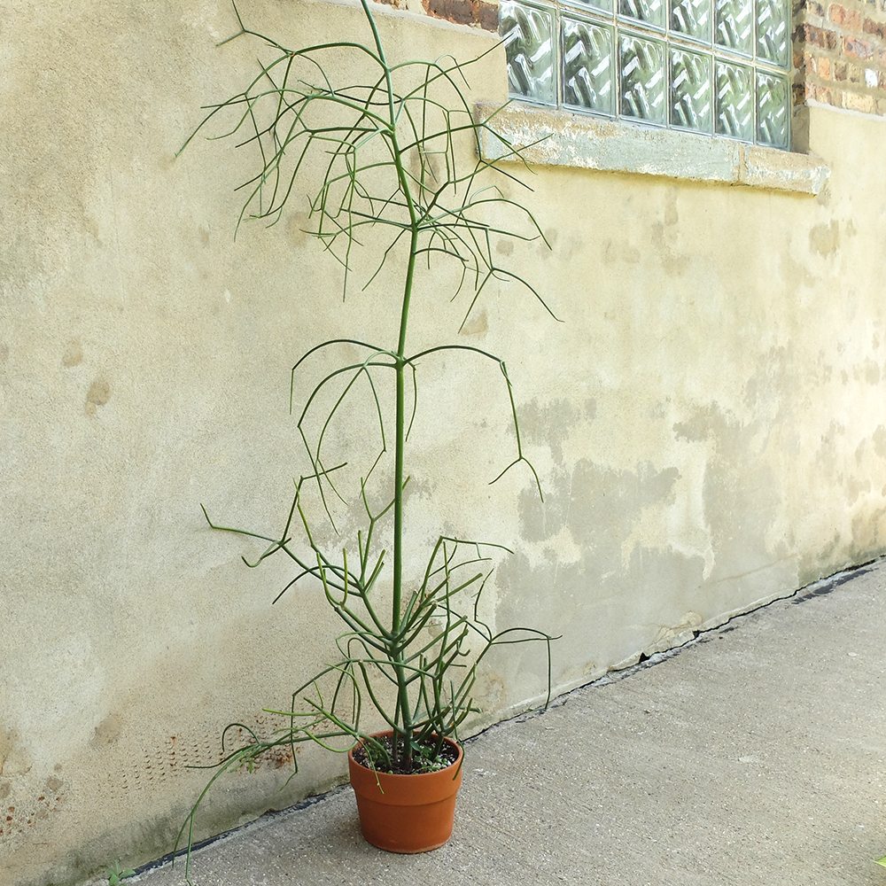 Pencil Plant - Pencil Cactus - Euphorbia - Getting too Tall