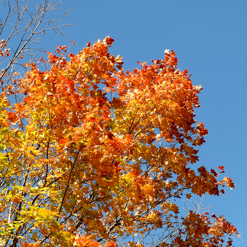 Chicago Botanic Gardens - Maple Tree - Fall Colors